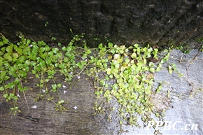 宽叶母草 Lindernia nummulariifolia