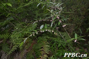 条叶猕猴桃 Actinidia fortunatii