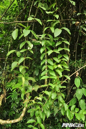 微花藤 Iodes cirrhosa