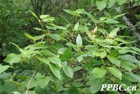 藤山柳 Clematoclethra scandens