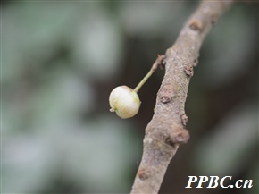 水东哥 Saurauia tristyla