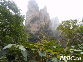 穗序鹅掌柴 Heptapleurum delavayi