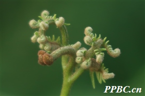 毛轴蕨 Pteridium revolutum