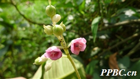 水东哥 Saurauia tristyla