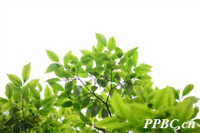 肋果茶 Sladenia celastrifolia