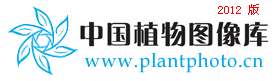重齿玄参 Scrophularia diplodonta