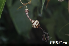 吊灯花 Ceropegia trichantha