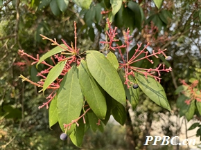 红梗润楠 Machilus rufipes